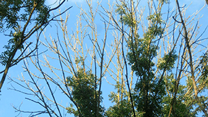 ASH DIEBACK TREE FELLING ON THE A83