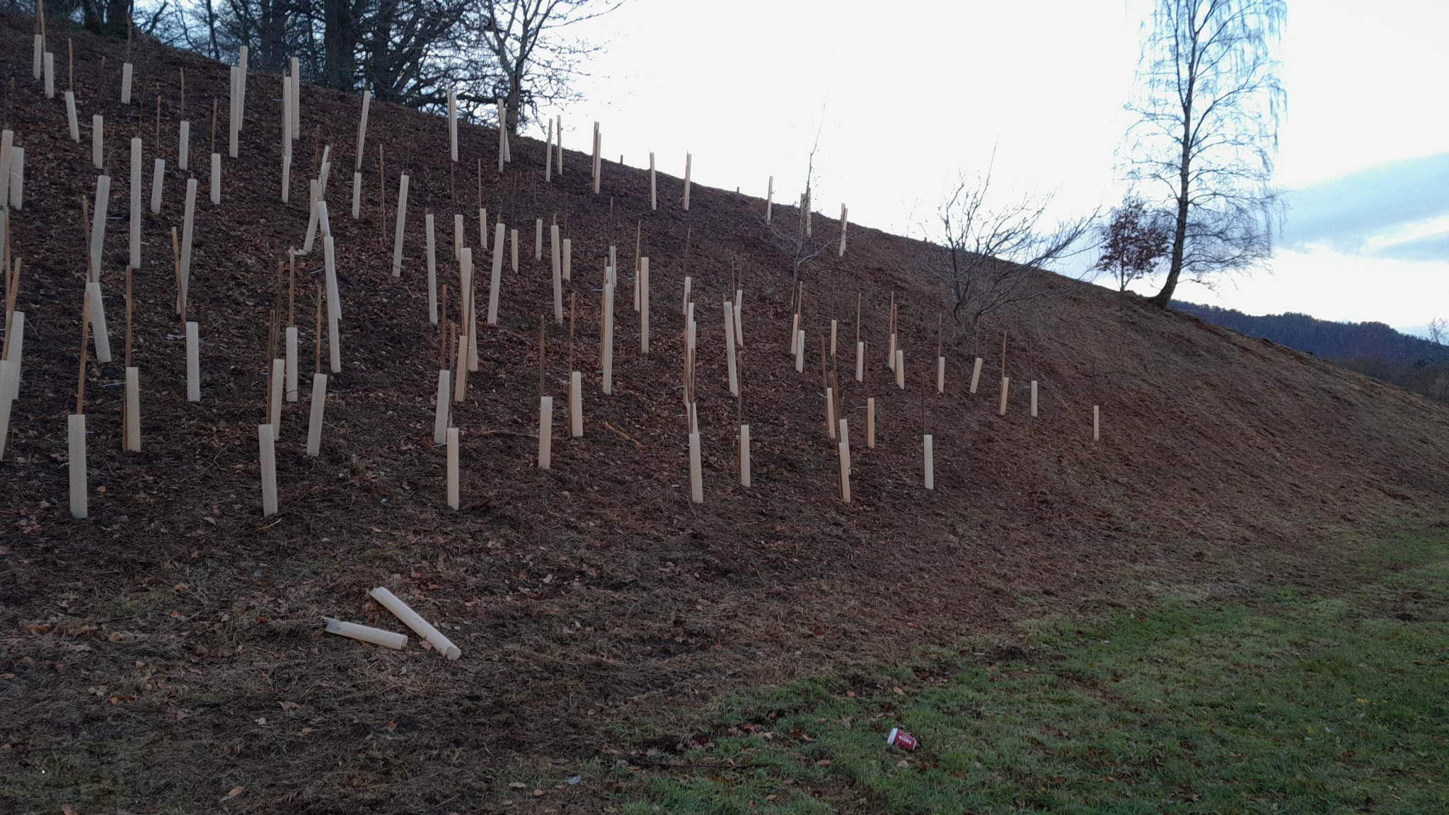 NATIVE TREES REPLANTED ALONG THE A9